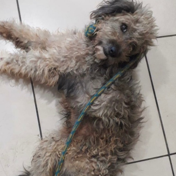 Here are some of my rescues ❤️ will add pics of every saved animal 🙏 - Picture 8 of 12